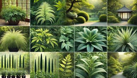 龍 植物